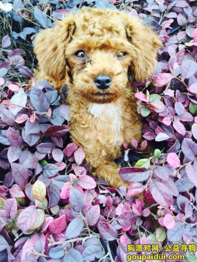 上海寻狗，锦秋花园十一区98号附近丢失【泰迪】，它是一只非常可爱的宠物狗狗，希望它早日回家，不要变成流浪狗。
