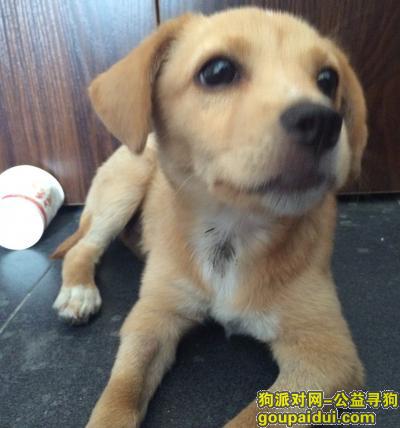 成都寻狗启示，成都某建材市场捡到小黄狗一只，约么5个月左右大小，它是一只非常可爱的宠物狗狗，希望它早日回家，不要变成流浪狗。