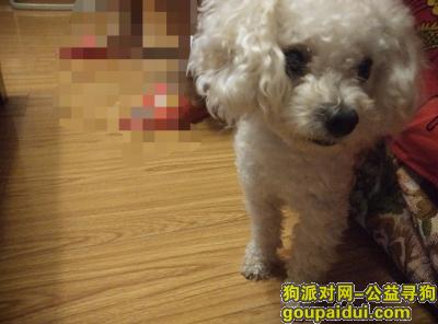 找狗，河南省郑州市管城区西大街丢失白色迷你贵宾（公），它是一只非常可爱的宠物狗狗，希望它早日回家，不要变成流浪狗。
