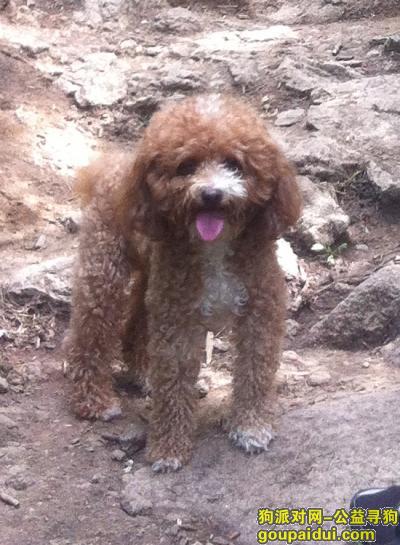 阜新找狗，辽宁省阜新市海州区长青小区西门附近丢失一只三岁的泰迪狗，它是一只非常可爱的宠物狗狗，希望它早日回家，不要变成流浪狗。