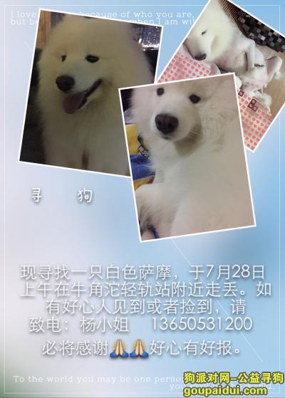 重庆市 渝中区 上清寺附近 寻狗启示，它是一只非常可爱的宠物狗狗，希望它早日回家，不要变成流浪狗。
