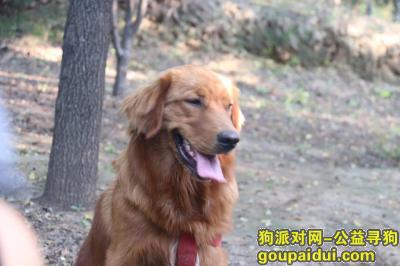 寻狗，郑州重金5000寻金毛深红色公狗，它是一只非常可爱的宠物狗狗，希望它早日回家，不要变成流浪狗。