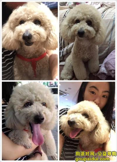 寻狗启示深圳宝安9区都之都寻香槟色贵宾狗，它是一只非常可爱的宠物狗狗，希望它早日回家，不要变成流浪狗。