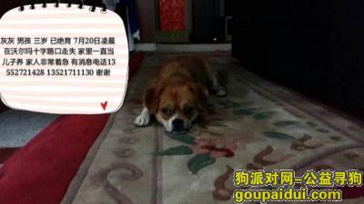 北京寻狗启示，河北燕郊沃尔玛十字路口走丢棕色串串名叫灰灰，它是一只非常可爱的宠物狗狗，希望它早日回家，不要变成流浪狗。