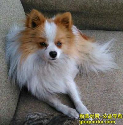 南京市栖霞区寻一条黄白色博美犬，它是一只非常可爱的宠物狗狗，希望它早日回家，不要变成流浪狗。