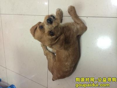 【上海捡到狗】，上海四川北路附近捡到一只黄色的狗，它是一只非常可爱的宠物狗狗，希望它早日回家，不要变成流浪狗。