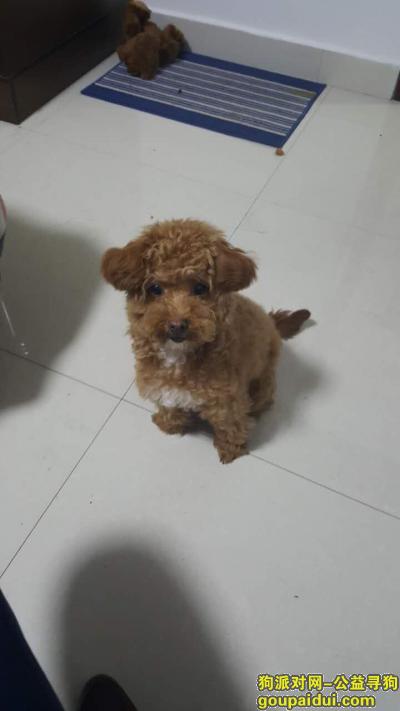 【南昌找狗】，补充7月31日走丢泰迪 没剃毛的照片，它是一只非常可爱的宠物狗狗，希望它早日回家，不要变成流浪狗。