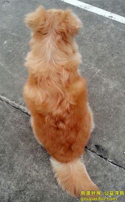 【东莞找狗】，东莞桥头找狗 补充图片-背影，它是一只非常可爱的宠物狗狗，希望它早日回家，不要变成流浪狗。