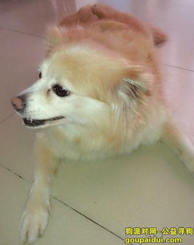 东莞桥头找狗补充信息  成年黄毛雌性小狗，它是一只非常可爱的宠物狗狗，希望它早日回家，不要变成流浪狗。