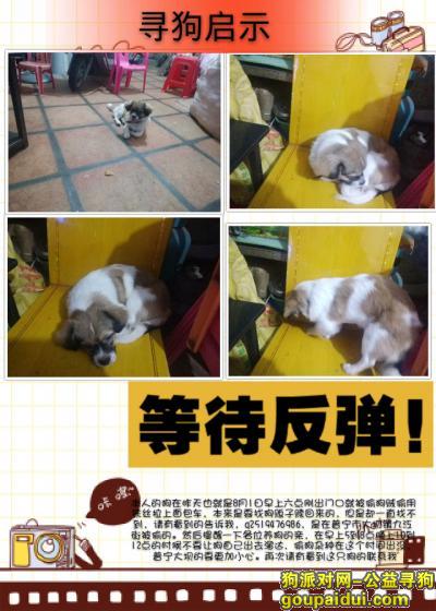 寻狗，寻狗启示，求大家帮忙找，他是一只公狗，在普宁大坝九江街被偷，它是一只非常可爱的宠物狗狗，希望它早日回家，不要变成流浪狗。