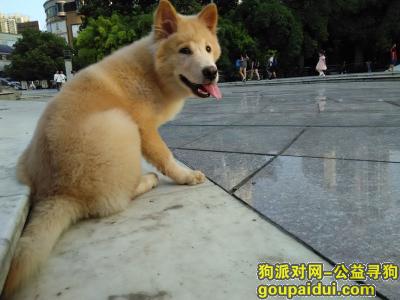 贵阳寻狗启示，我的狗狗于8月3日在贵阳云岩广场走丢，它是一只非常可爱的宠物狗狗，希望它早日回家，不要变成流浪狗。