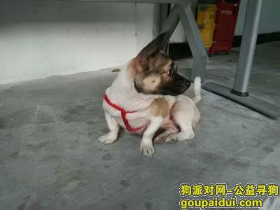 深圳寻狗主人，早上来了一只狗狗，腿部有伤，它是一只非常可爱的宠物狗狗，希望它早日回家，不要变成流浪狗。