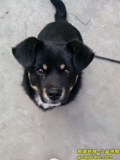 【北京找狗】，找一只黑色普通四眼狗    全家人都很想它，它是一只非常可爱的宠物狗狗，希望它早日回家，不要变成流浪狗。