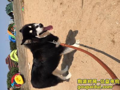 8月8日晚在兴城海滨浴场附近丢了一只母阿拉斯加！重金急寻！，它是一只非常可爱的宠物狗狗，希望它早日回家，不要变成流浪狗。