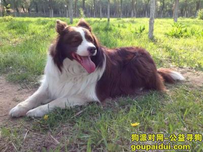 【北京找狗】，北京西北旺附近8月8日丢失边牧 重金寻狗，它是一只非常可爱的宠物狗狗，希望它早日回家，不要变成流浪狗。
