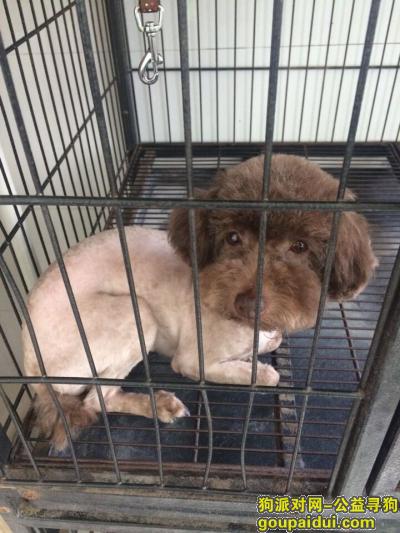 辽宁省沈阳市皇姑区五四地区寻找泰迪母狗，它是一只非常可爱的宠物狗狗，希望它早日回家，不要变成流浪狗。
