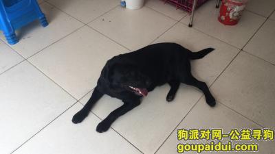 【淮安找狗】，寻黑色拉布拉多（酬金3000元），它是一只非常可爱的宠物狗狗，希望它早日回家，不要变成流浪狗。