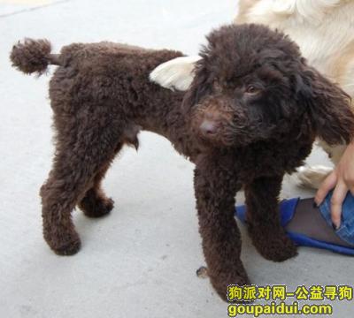 【郑州找狗】，寻找泰迪犬 8月8号在经七路丰产路走失  急，它是一只非常可爱的宠物狗狗，希望它早日回家，不要变成流浪狗。