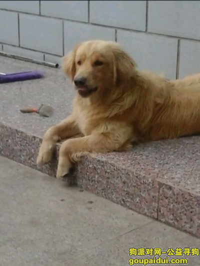 江苏连云港悬赏5000元寻爱犬，它是一只非常可爱的宠物狗狗，希望它早日回家，不要变成流浪狗。