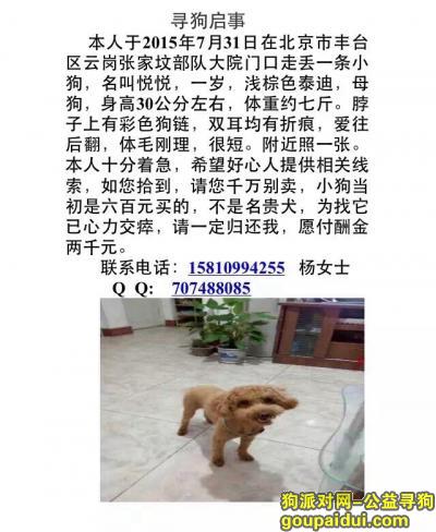 北京寻狗网，好心人帮帮忙，寻找悦悦，它是一只非常可爱的宠物狗狗，希望它早日回家，不要变成流浪狗。