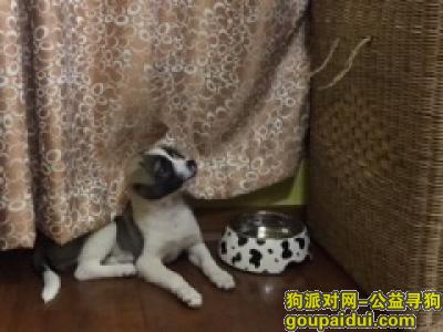 【上海找狗】，寻6个月毛色黑白相间母草狗，肚皮上有斑点，它是一只非常可爱的宠物狗狗，希望它早日回家，不要变成流浪狗。