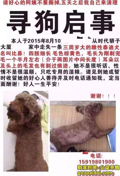 深圳寻狗启示，棕色泰迪，南山医院时代骄子大厦附近丢失，它是一只非常可爱的宠物狗狗，希望它早日回家，不要变成流浪狗。