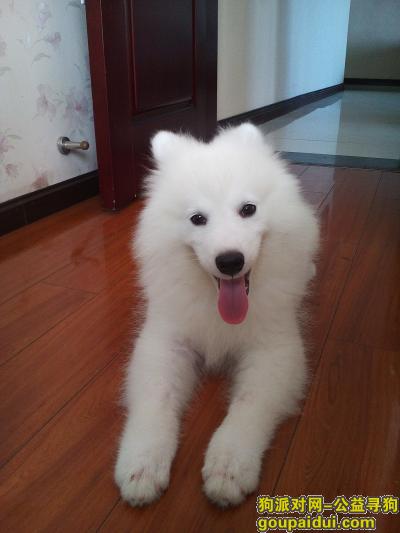 自贡寻狗网，寻狗启示三个月大的白色萨摩耶，它是一只非常可爱的宠物狗狗，希望它早日回家，不要变成流浪狗。