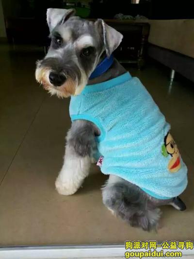 【珠海找狗】，寻找1岁雄性灰色雪纳瑞，乐乐，它是一只非常可爱的宠物狗狗，希望它早日回家，不要变成流浪狗。