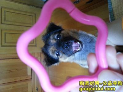 上海寻狗网，上海凤城三村丢失黑黄色杂交小公狗，它是一只非常可爱的宠物狗狗，希望它早日回家，不要变成流浪狗。