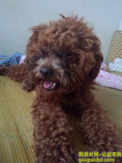【南京找狗】，寻找一只棕色泰迪，大约40厘米，它是一只非常可爱的宠物狗狗，希望它早日回家，不要变成流浪狗。