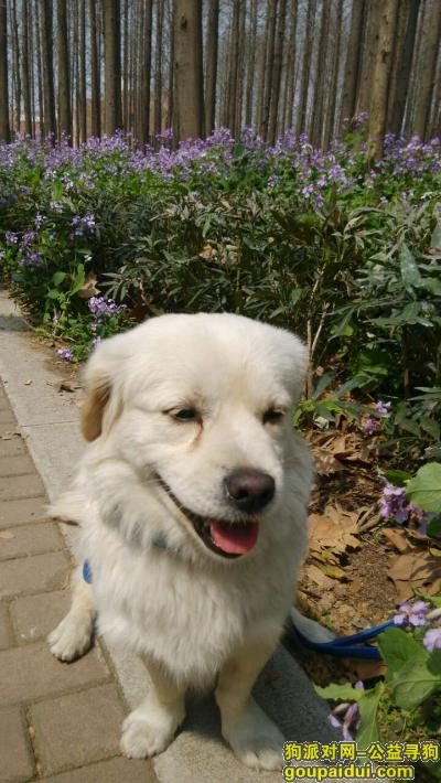 南京寻狗，寻白色串串狗，南京下马坊附件走丢，3天未回，希望好心人留意，它是一只非常可爱的宠物狗狗，希望它早日回家，不要变成流浪狗。