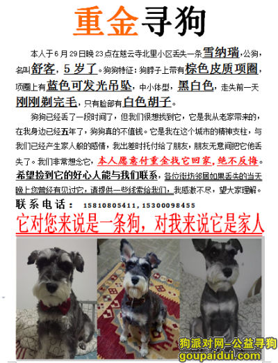 北京丢失黑白色雪纳瑞，它是一只非常可爱的宠物狗狗，希望它早日回家，不要变成流浪狗。