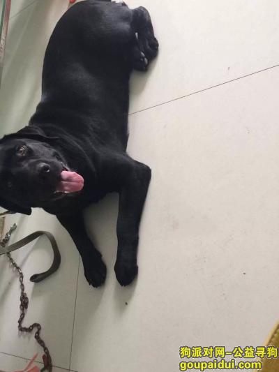 寻丢失的爱犬拉布拉多（小黑），它是一只非常可爱的宠物狗狗，希望它早日回家，不要变成流浪狗。