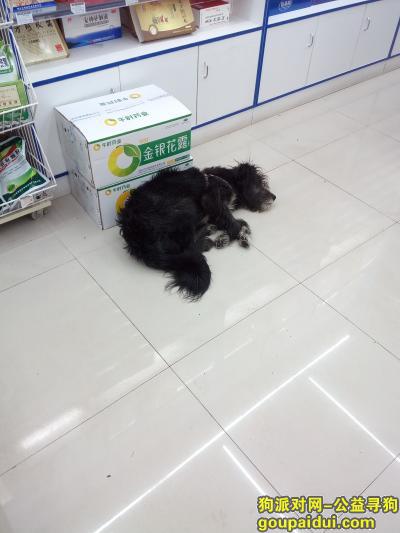 重庆找狗主人，让这只老黑狗狗早日找到它的家，它是一只非常可爱的宠物狗狗，希望它早日回家，不要变成流浪狗。