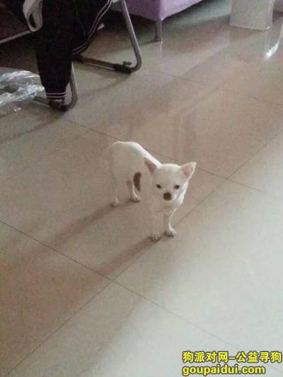 郑州寻狗启示，郑州白色串串吉娃娃丢失，它是一只非常可爱的宠物狗狗，希望它早日回家，不要变成流浪狗。