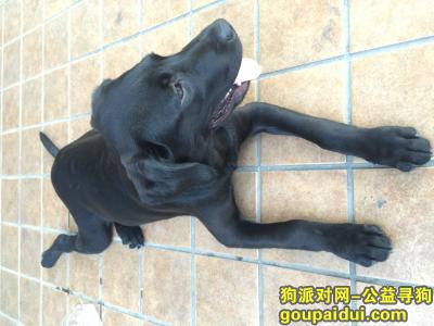 【成都找狗】，我家拉布拉多于今年7月在都江堰走掉，如有消息麻烦说哈，定有重谢13488954890，它是一只非常可爱的宠物狗狗，希望它早日回家，不要变成流浪狗。