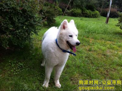 【南昌找狗】，南昌萨摩耶丢失，请网友帮忙找回 谢谢，它是一只非常可爱的宠物狗狗，希望它早日回家，不要变成流浪狗。