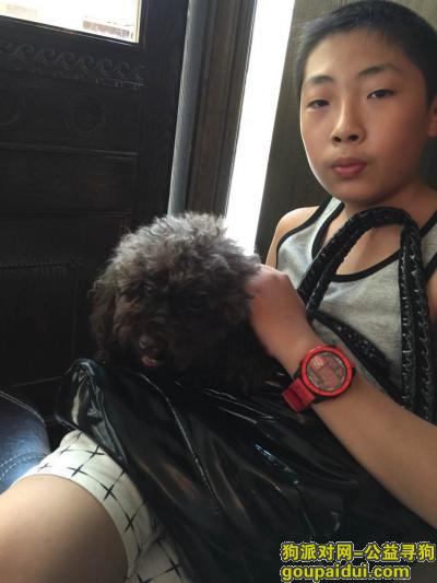 杭州找狗，杭州定安路四段附近一只棕色小泰迪走丢，它是一只非常可爱的宠物狗狗，希望它早日回家，不要变成流浪狗。