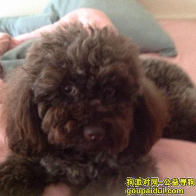 杭州找狗，杭州定安路四段附近（西湖银泰对面）一只棕色小泰迪走丢，它是一只非常可爱的宠物狗狗，希望它早日回家，不要变成流浪狗。