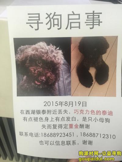 杭州找狗，杭州定安路四段一只棕色小泰迪走丢，它是一只非常可爱的宠物狗狗，希望它早日回家，不要变成流浪狗。