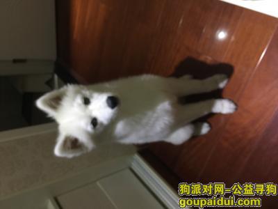  上海闵行区 星东路靠近星风路 一只萨摩耶，它是一只非常可爱的宠物狗狗，希望它早日回家，不要变成流浪狗。