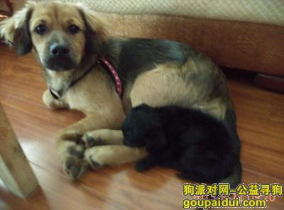 【桂林找狗】，求帮找，它叫，小宝，在万福广场这一路丢的，它是一只非常可爱的宠物狗狗，希望它早日回家，不要变成流浪狗。
