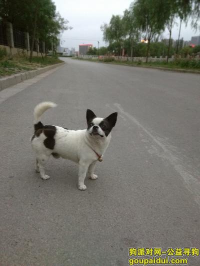 【太原找狗】，太原万柏林区寻找爱犬，它是一只非常可爱的宠物狗狗，希望它早日回家，不要变成流浪狗。