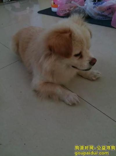 臭臭，一岁，毛色黄白。2015年8月22日下午5时左右， 在义乌义亭镇上走丢，它是一只非常可爱的宠物狗狗，希望它早日回家，不要变成流浪狗。