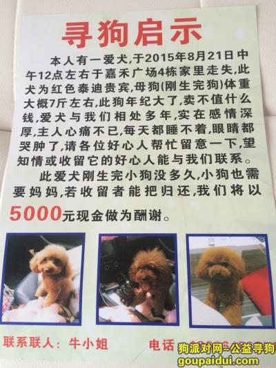 义乌寻狗启示，5000元酬谢找狗，在义乌市望道路嘉和广场四栋走丢小泰迪，主人很想他，它是一只非常可爱的宠物狗狗，希望它早日回家，不要变成流浪狗。