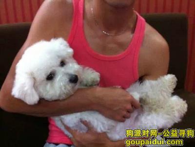 【淮南找狗】，寻狗启示——淮南新康医院走失白色比熊，它是一只非常可爱的宠物狗狗，希望它早日回家，不要变成流浪狗。