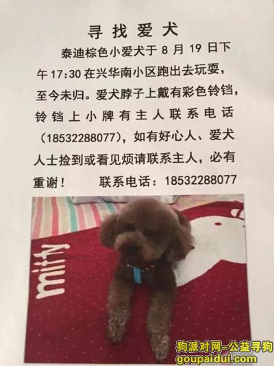 张北县·棕色泰迪~脖上带有彩铃一串及主人电话牌·8月19日下午跑丢，它是一只非常可爱的宠物狗狗，希望它早日回家，不要变成流浪狗。