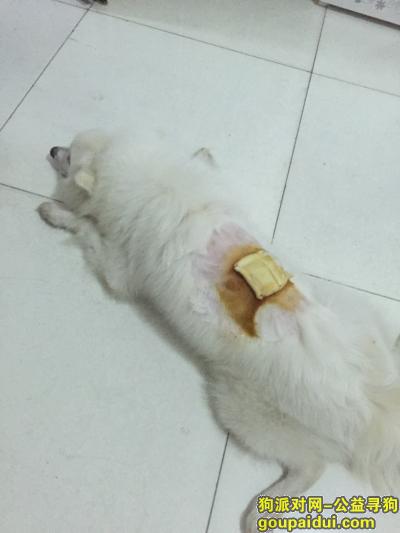 【北京找狗】，寻找一只白色银狐   背上有刚手术完缝合完的纱布，它是一只非常可爱的宠物狗狗，希望它早日回家，不要变成流浪狗。