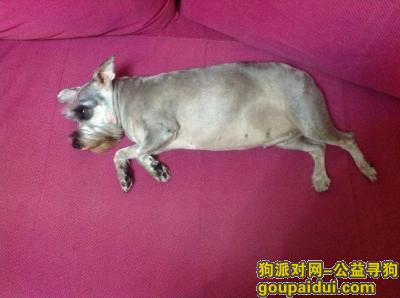 重庆找狗，本人在重庆市江北区南桥寺悠哉游宅小区丢失一只雪拉瑞，它是一只非常可爱的宠物狗狗，希望它早日回家，不要变成流浪狗。