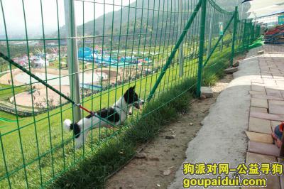 【太原找狗】，太原东山一片寻狗QwQ求大家帮帮我！，它是一只非常可爱的宠物狗狗，希望它早日回家，不要变成流浪狗。